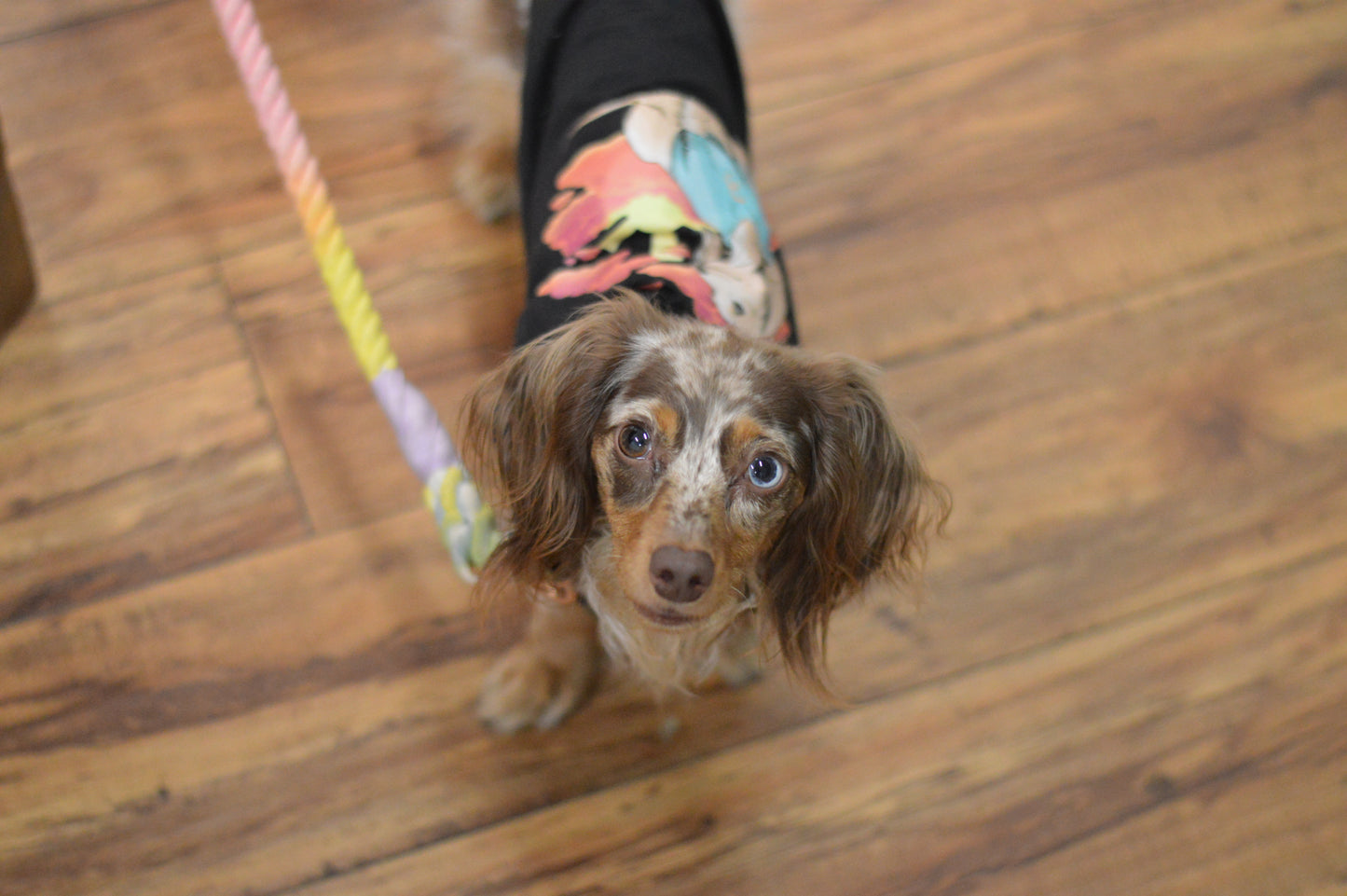 Sunset Dachshund Dog Tee