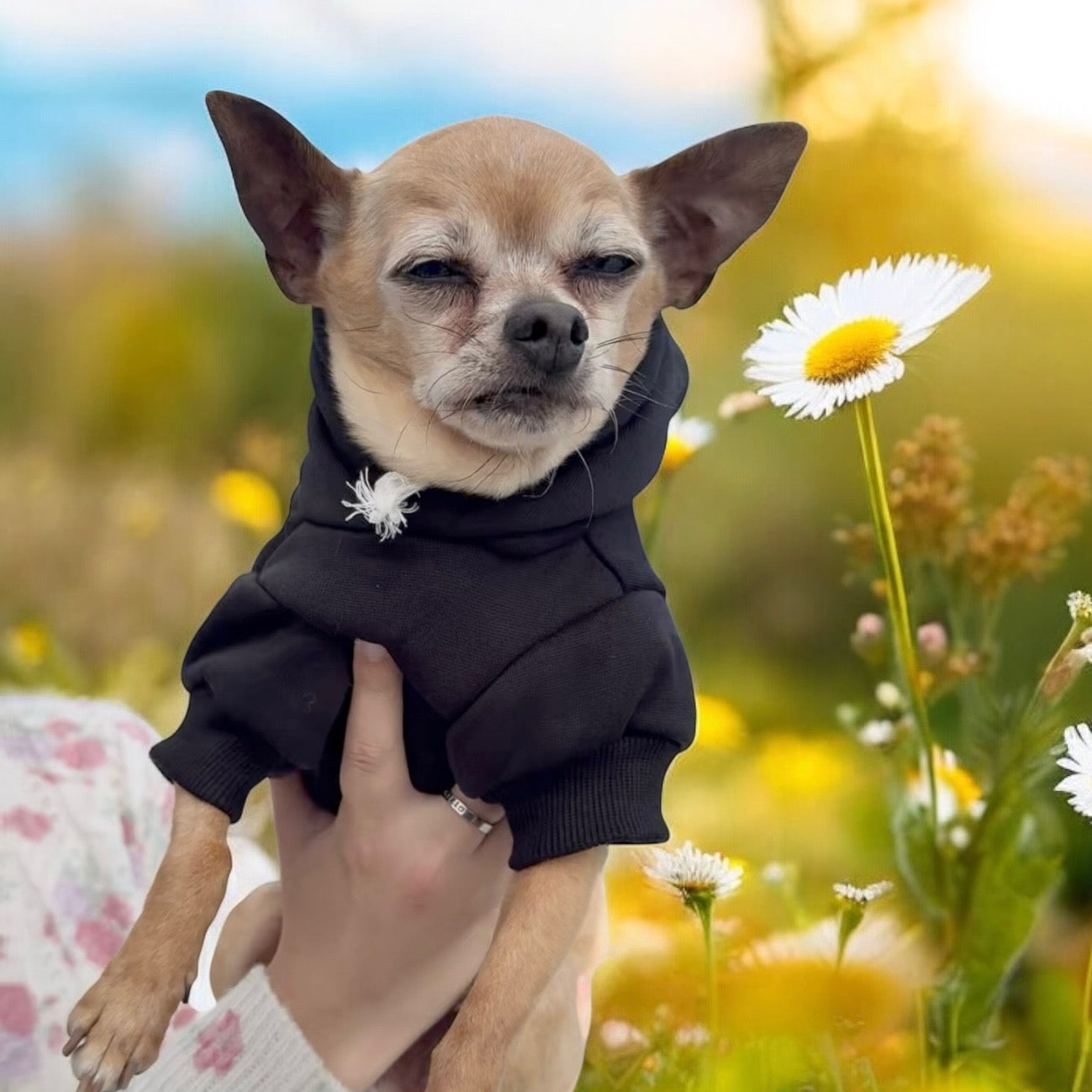 Boba Dachshund Dog Hoodie