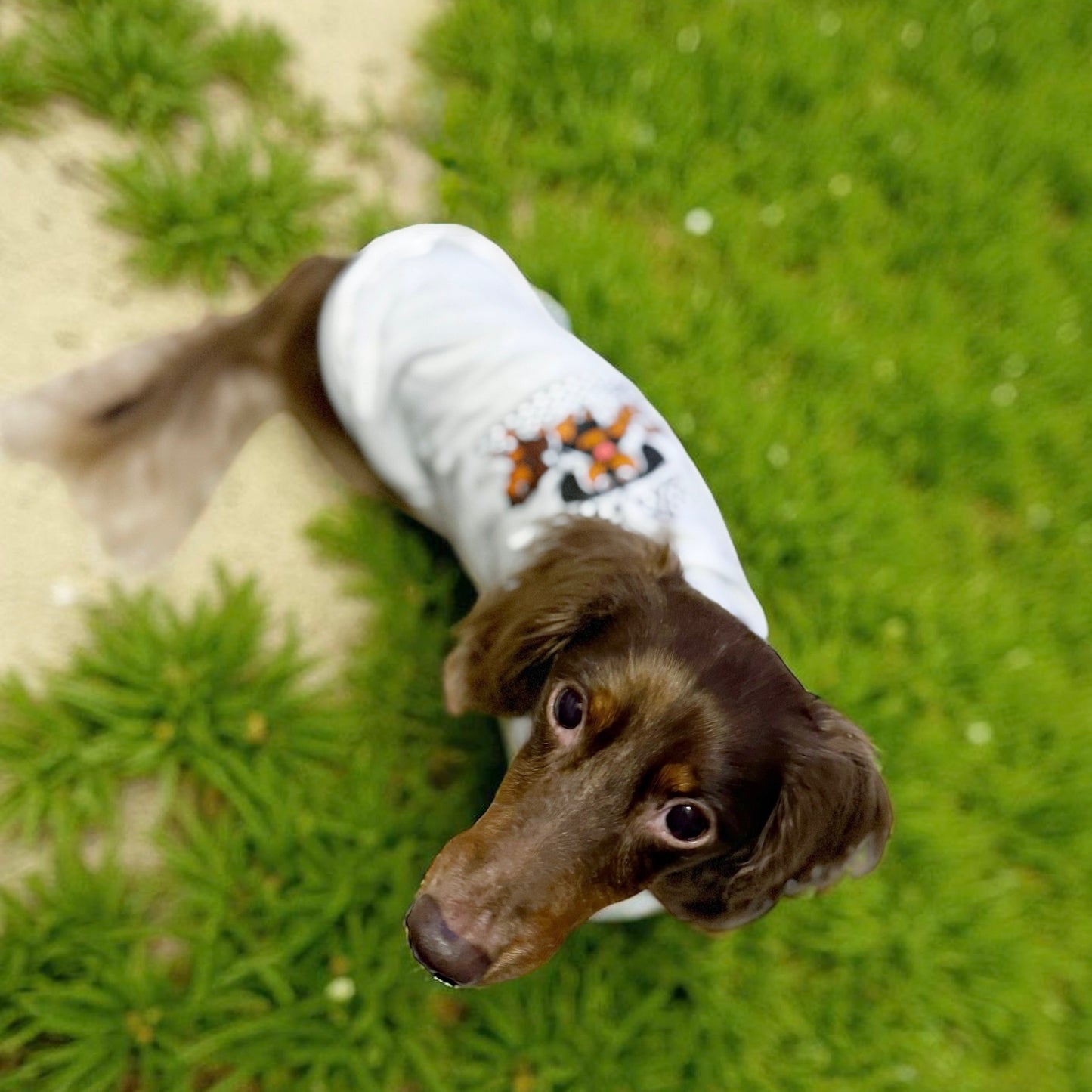 Dachshund Race Dog Tee