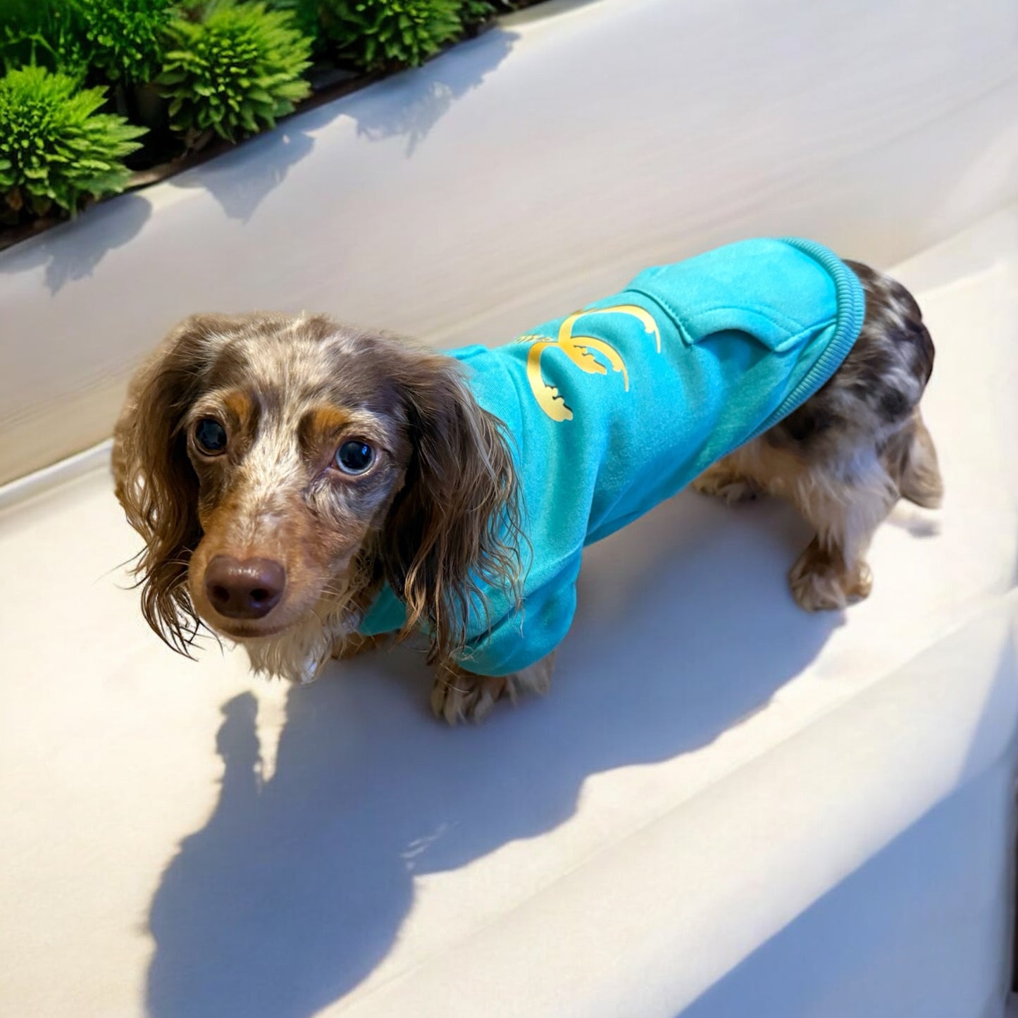 Doxie Drip Logo Dog Hoodie