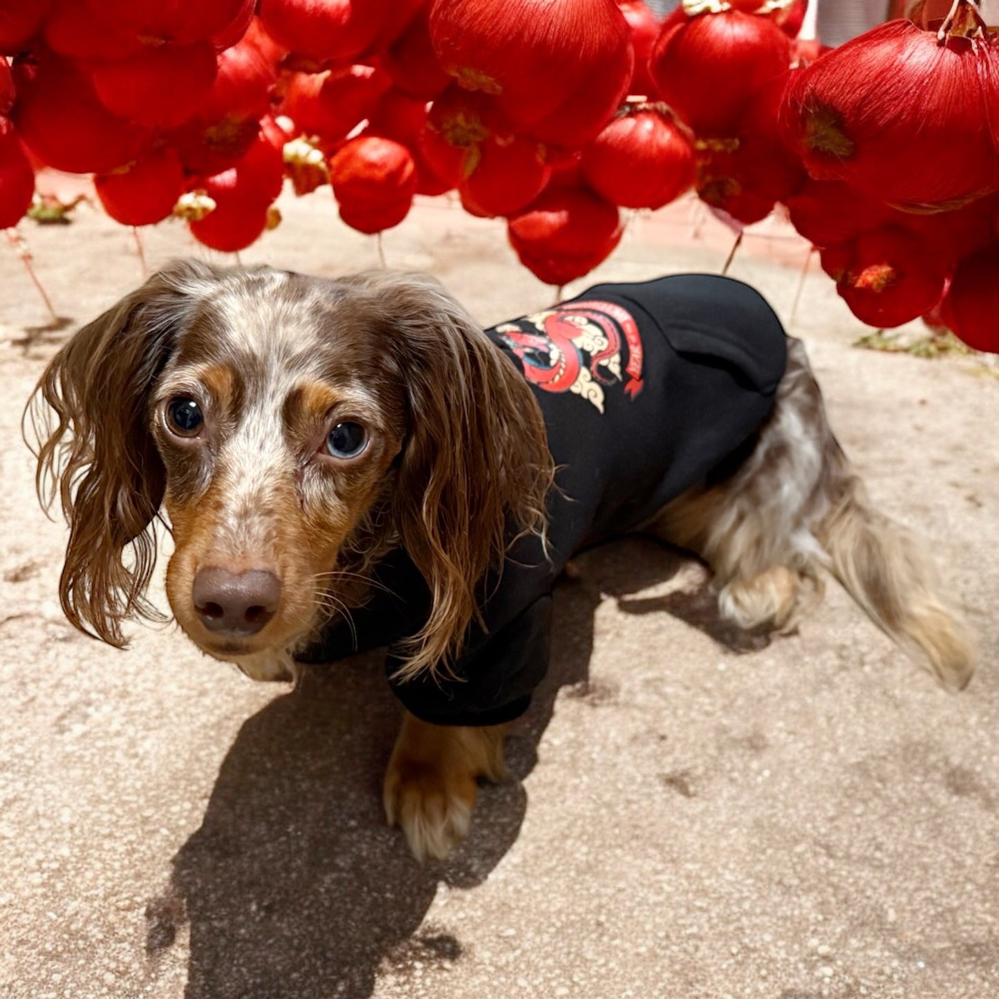 Year of the Dachshund Dog Hoodie